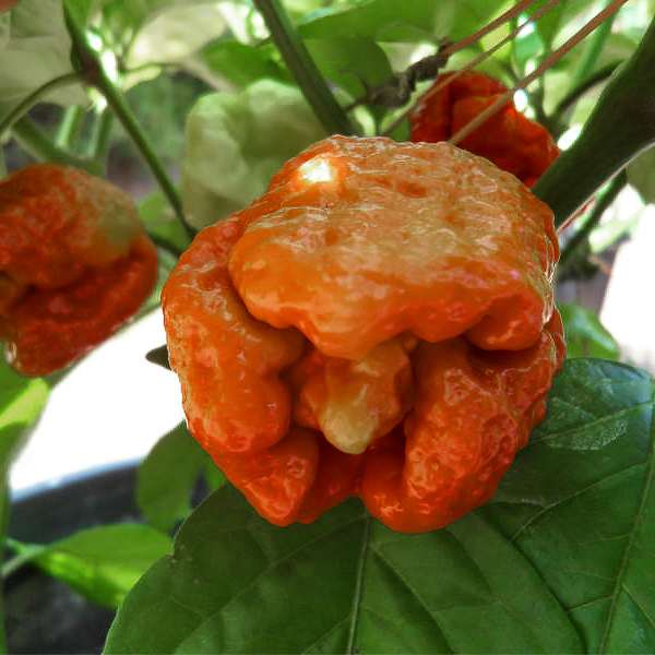 Trinidad Scorpion Moruga Caramell