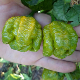 Trinidad Scorpion Moruga Green