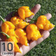Trinidad Scorpion Yellow