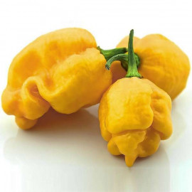 Trinidad Scorpion Yellow